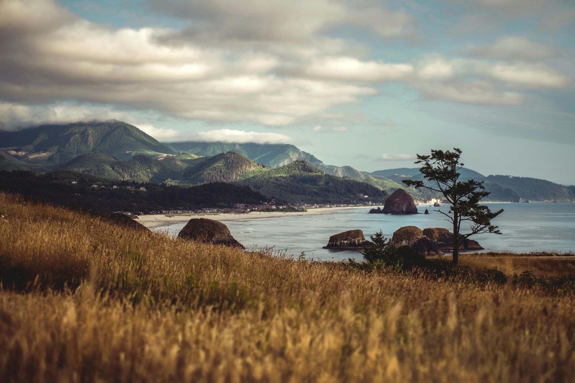 Morning light over a quiet stretch of coastline, with grass in the foreground and headlands beyond